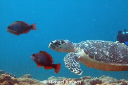 Hawksbill turtle swimming with two Initial Phase Redband ... by Michael Kovach 